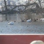 swans out a winter window