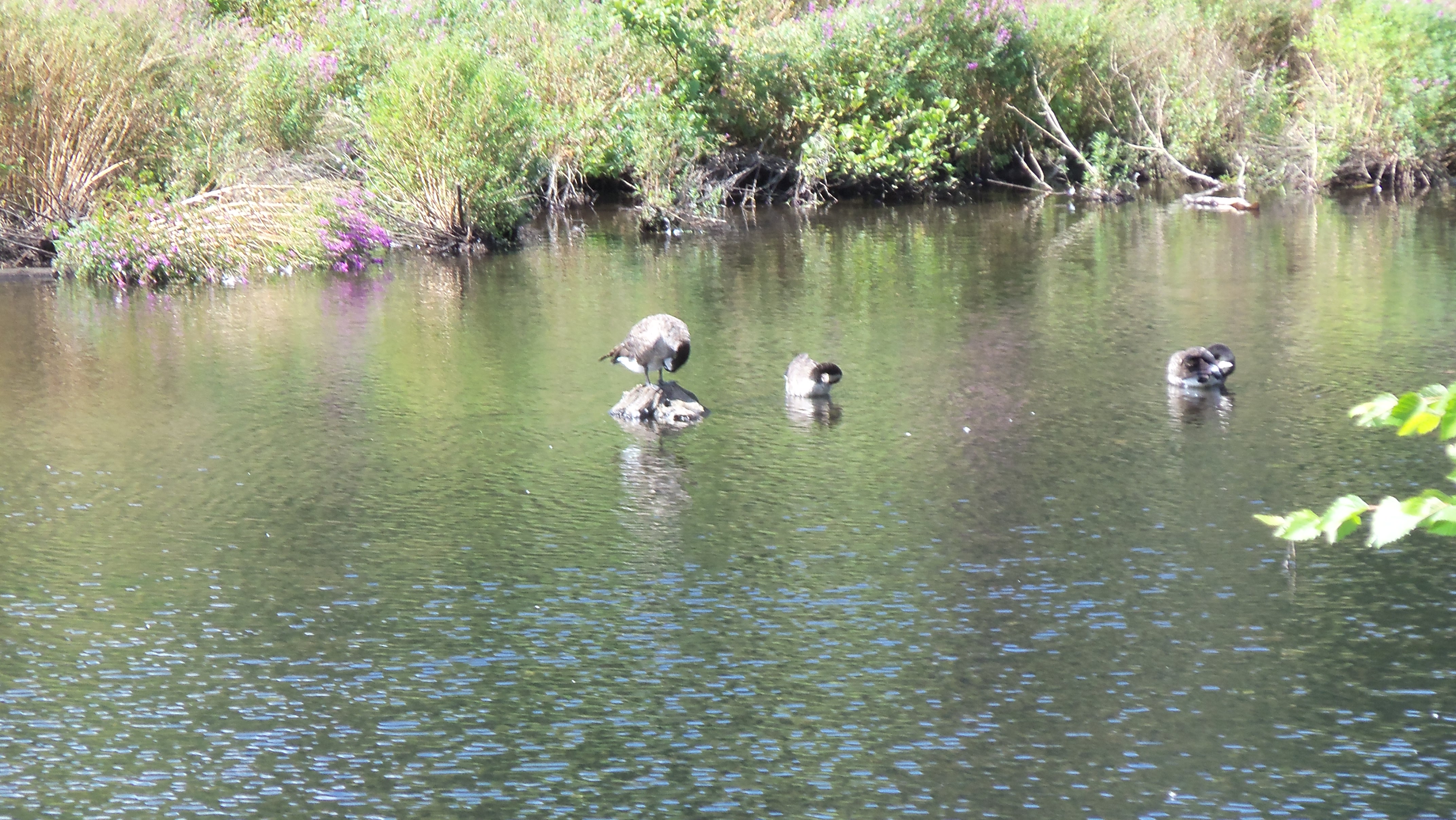 allendale pond